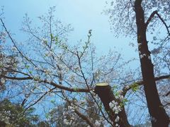 -武汉大学-樱园
