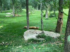 -北京野生动物园