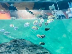 -上海海洋水族馆