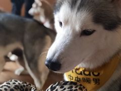 -Husky Go! 哈士奇体验馆·宠物咖啡厅狗咖