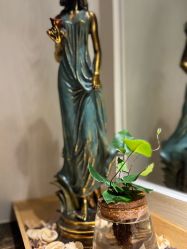 -美丽田园