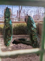 -萌宠亲子动物乐园(槐房万达店)