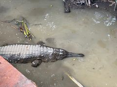 -清迈夜间动物园