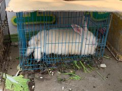 -王婆炒鱼(总店)