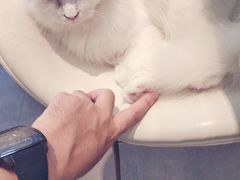 -飞行喵MR PILOT|猫舍·猫咖(静安大融城店)