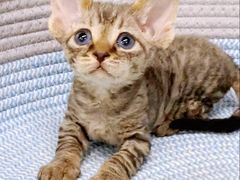 -麒麟缅因猫舍·十五年缅因猫选购中心