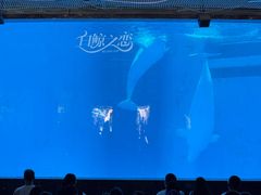 -海合安成都极地海洋公园