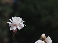 -国家植物园