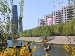 -桃花堤公园