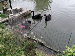 -鹅湖玫瑰文化园