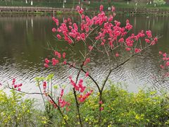 -重庆彩云湖湿地公园
