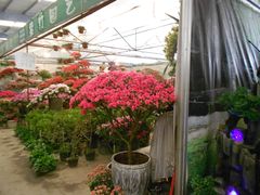 -三圣花乡旅游区