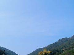 -龙坞茶村
