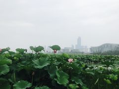 -月湖风景区
