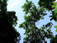 -西双版纳原始森林公园