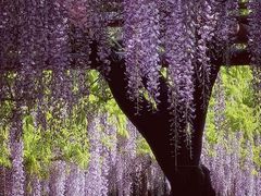 -嘉定紫藤园