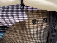 -中农国际动物医院24小时·猫科·骨科·急重症中心