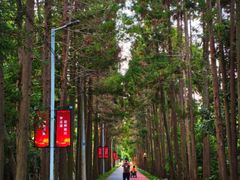 -上海长兴岛郊野公园