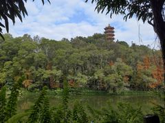 -深圳仙湖植物园
