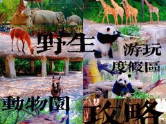 -广州长隆野生动物世界
