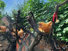 -樂桃源奉贤黄桃种植采摘基地