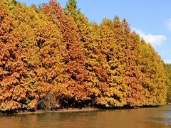 -上海海湾国家森林公园