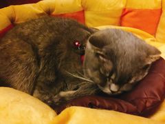 -猫色咖啡·猫咖