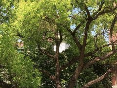 -小洲村