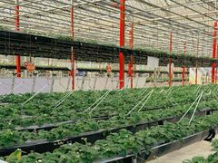 -建德果蔬乐园绪塘草莓基地