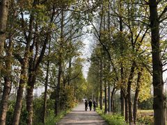 -上海长兴岛郊野公园