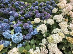 -荷兰花海