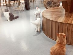 -飞行喵MR PILOT|猫舍·猫咖(静安大融城店)