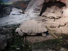 -成都动物园