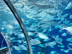 -上海海洋水族馆