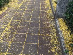 -微热山丘(台北民生公园门市店)