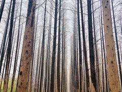 -黄海国家森林公园