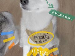 -Husky Go! 哈士奇体验馆·宠物咖啡厅狗咖