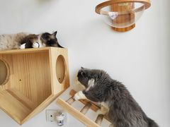 -Catmate·猫肥家润(金润铂宫店)