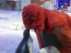 企鹅宝宝在亲饲养员哥哥吗？哈哈-芜湖新华联大白鲸海洋公园