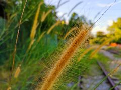 -武吉知马自然保护区