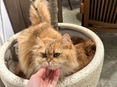 -自由生长植物工作室(深港花卉中心店)