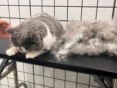 -钦宠·猫咪售卖·洗护·寄养(东圃旗舰店)