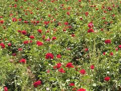 -汉长安城未央宫国家考古遗址公园