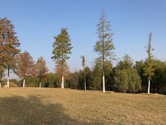 -合肥滨湖国家森林公园