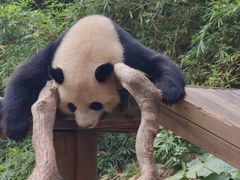 -广州长隆野生动物世界