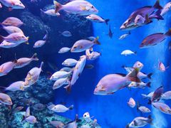 -成都浩海立方海洋公园