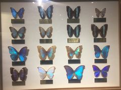 -上海昆虫博物馆