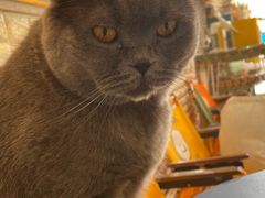 -平行世界·猫咖(首经贸店)