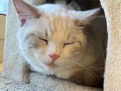 -猫小院猫主题餐厅(南锣旗舰店)
