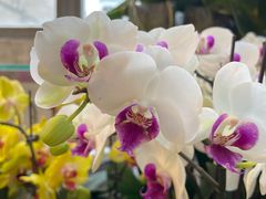 -双季花艺园艺市场(浦东店)